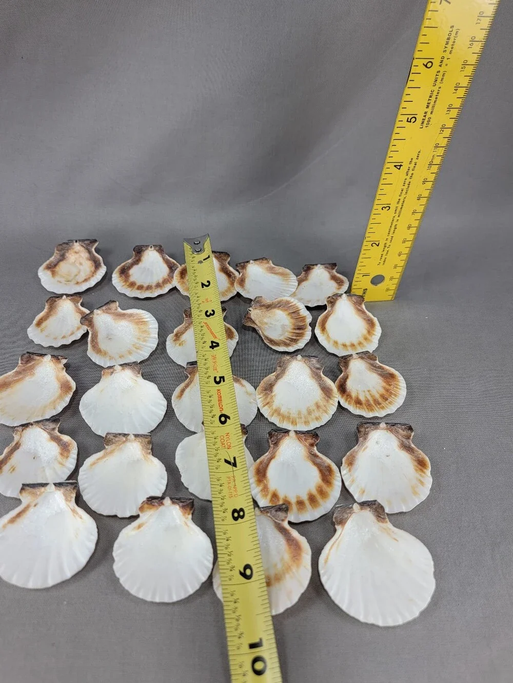 Scallop Seashell Shell Coastal Beach Decor Crafts Miscellaneous Lot